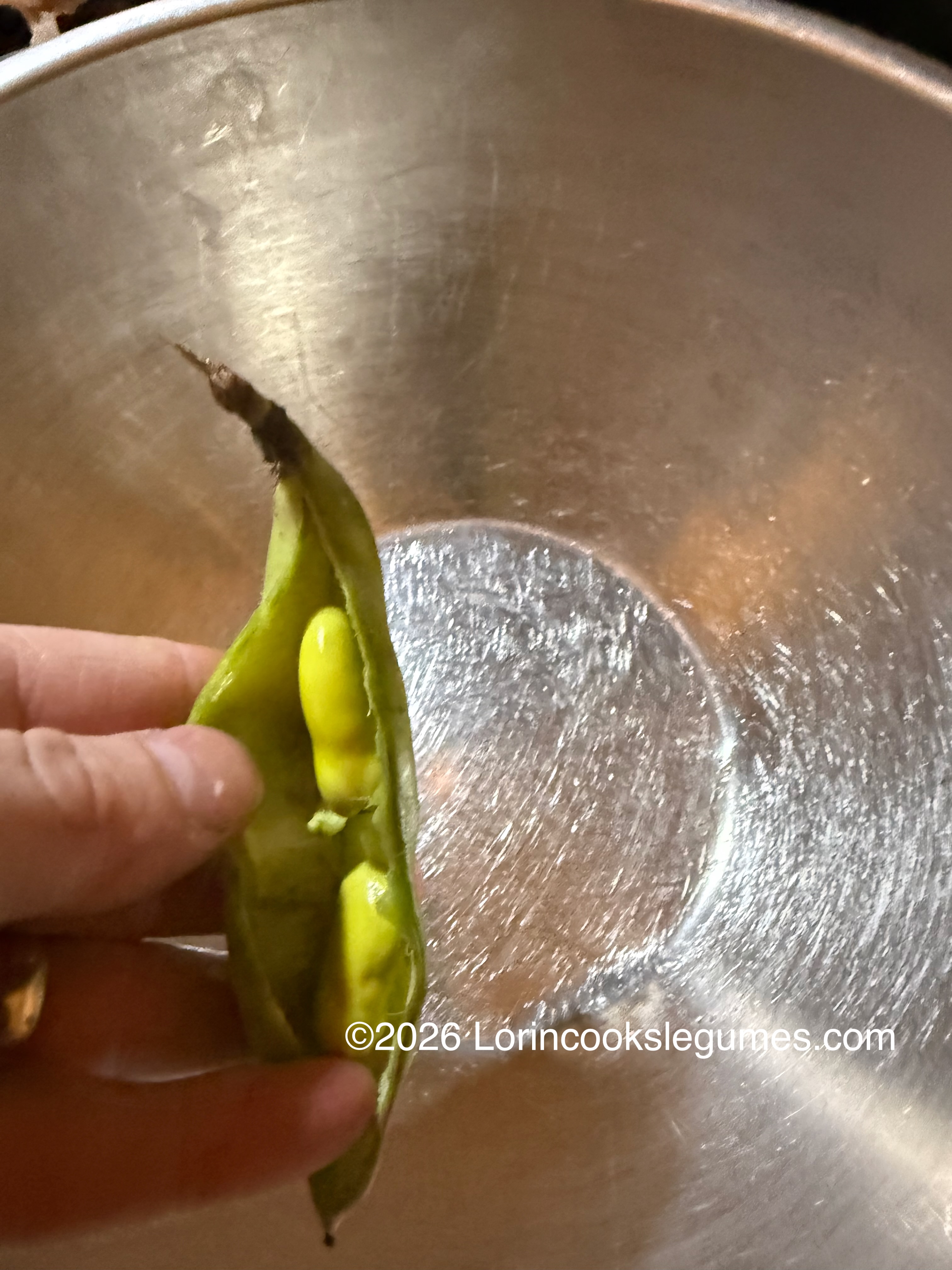 Hand holding an open fava bean pod with beans inside over a metal bowl