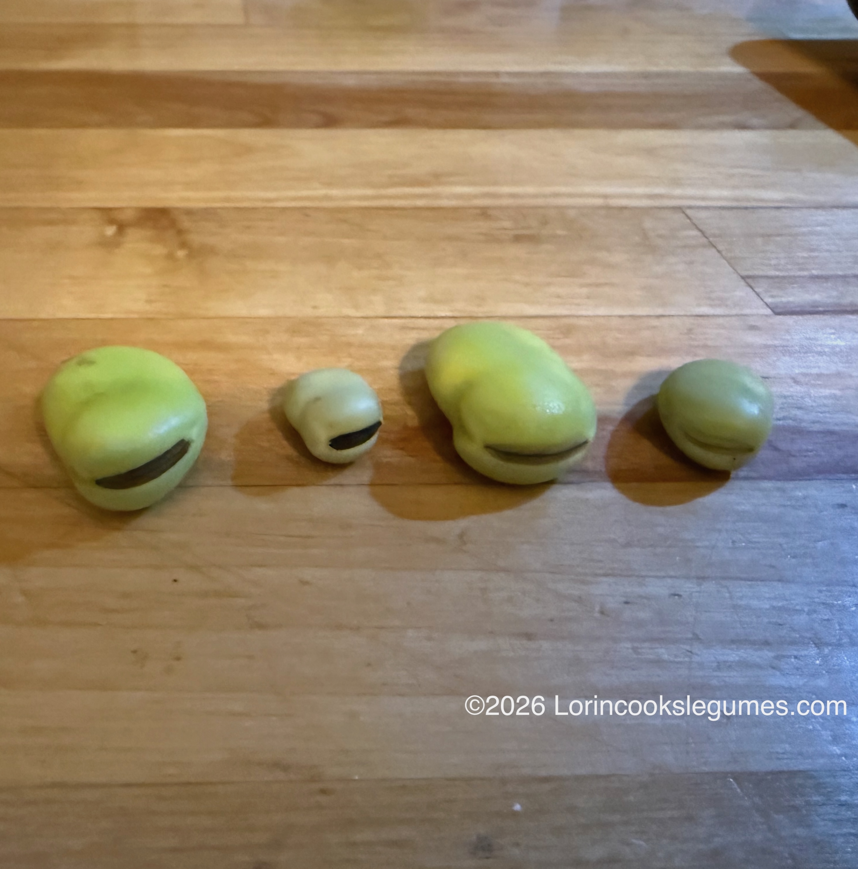Four fava beans of varying sizes arranged in a row on a wooden surface, showing differences in maturity as evidenced by varying colors of the seam where the bean was attached to the pod.