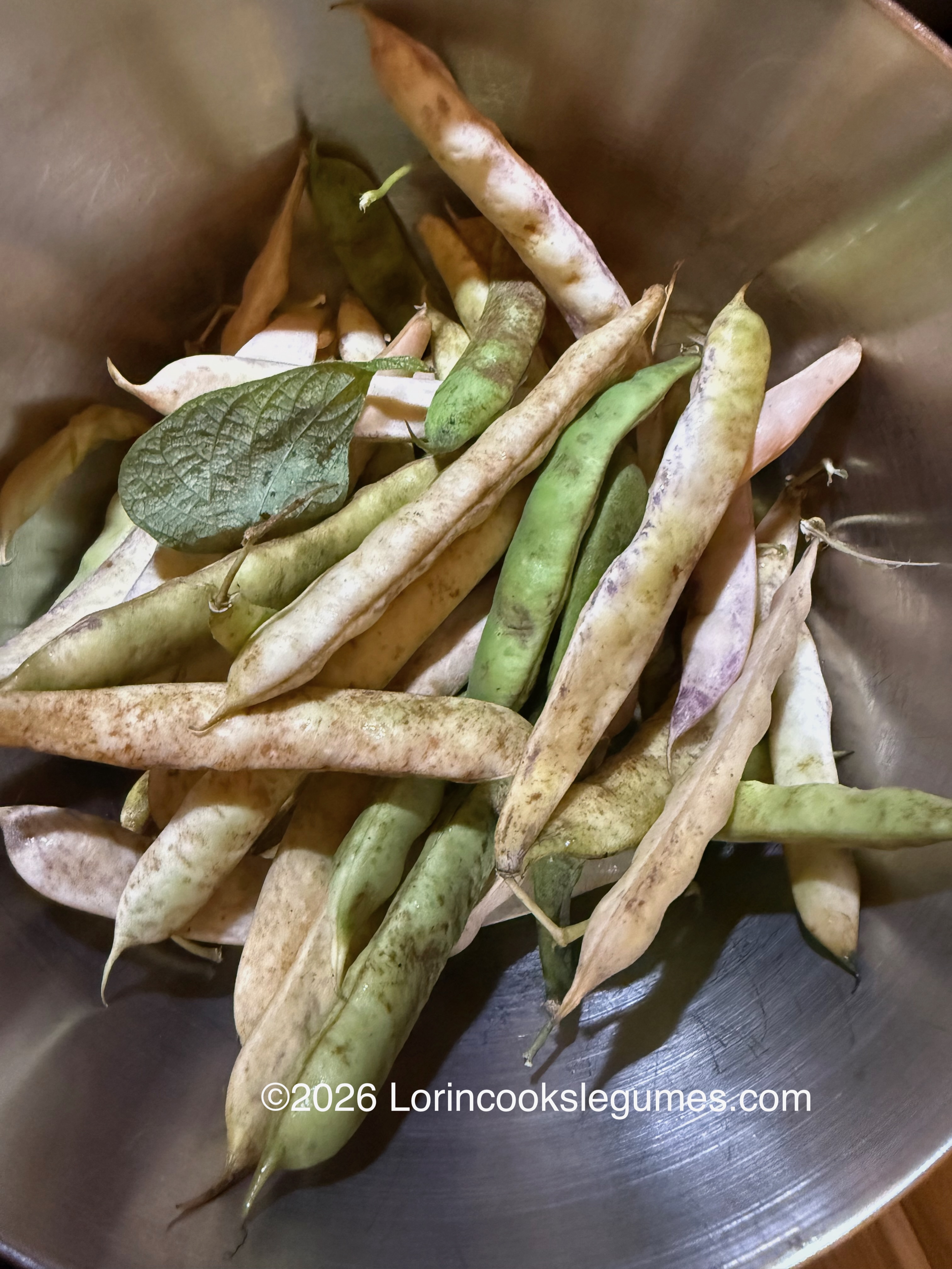 IMG_0258 A bowl of bean pods in various shades of tan and green. ©2026 Lorincookslegumes.com