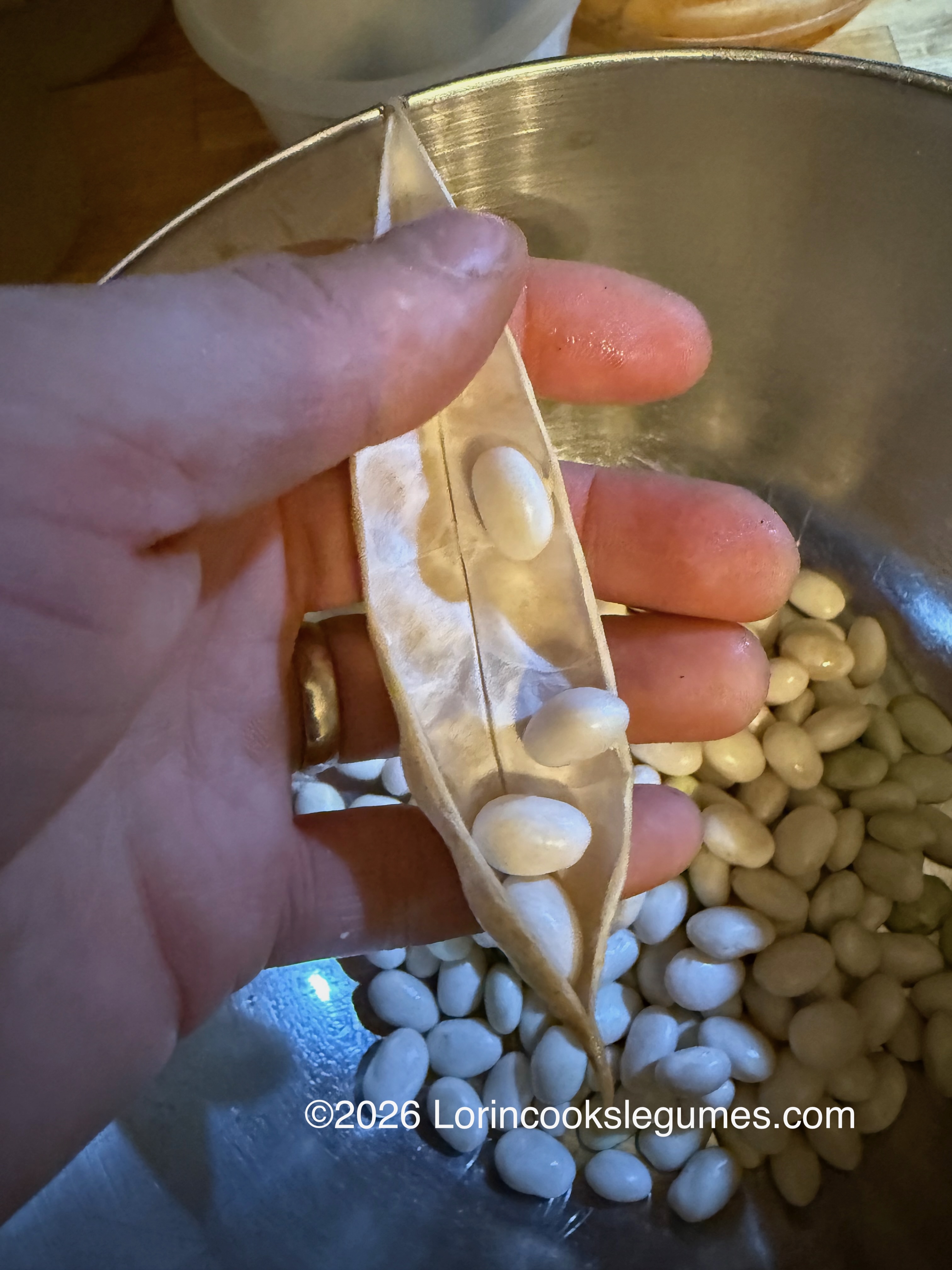 IMG_0259 Close-up of a hand holding an open bean pod with white beans over a bowl of beans, showing the process of shelling beans.